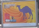 Camel_2015